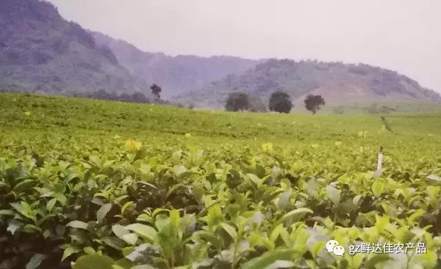 英德农业生产91免费版黄片播放